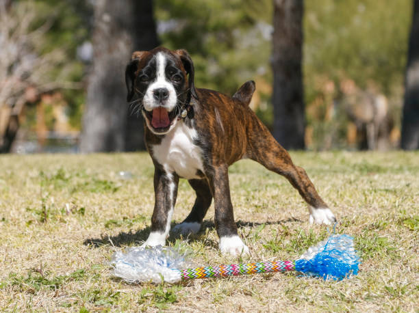 istock Boxer playing with toys 648139756