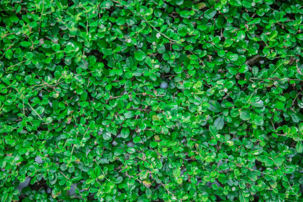 istock Green leafs is element to wrapping 3D object, Natural is many leafs wallpaper, freshness green texture for background. 648142290
