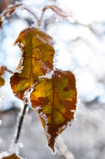 istock Frost on the leaf and snowflakes 648145748