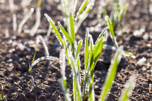 istock green wheat in frost, close-up 648145824
