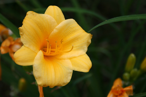 Buttery yellow Stella de Oro Daylily in bloom