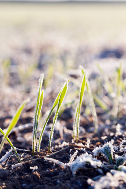 istock green wheat in frost, close-up 648151786