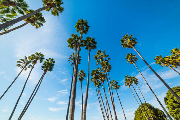 Palm trees in Mission bay stock photo