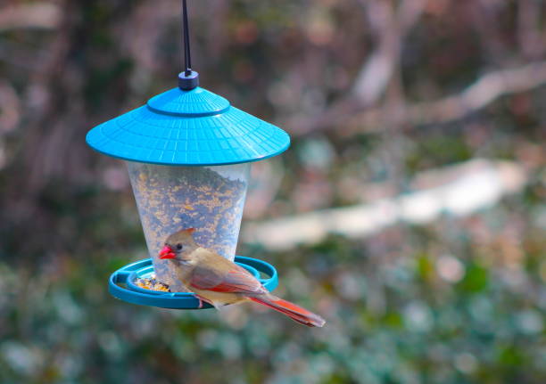 istock Female Cardinal on Bird feeder. 648151992