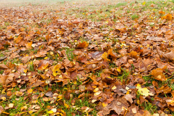 istock fallen leaves on the ground 648154930