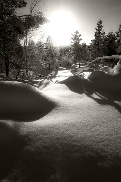 istock arctic landscape snow and forest 648155224