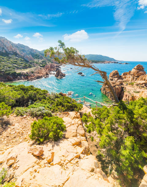 istock Plants and rocks in Costa Paradiso 648157990