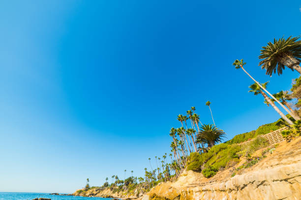 istock Palm trees by the shore in Laguna Beach 648161086