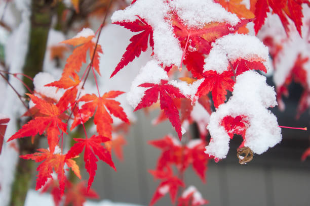 Heavy snow falling on red maple leaves in snowing in winter