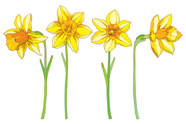 набор с желтым нарциссом или нарциссом цветы изолированы на белом. - daffodil stem yellow spring stock illustrations