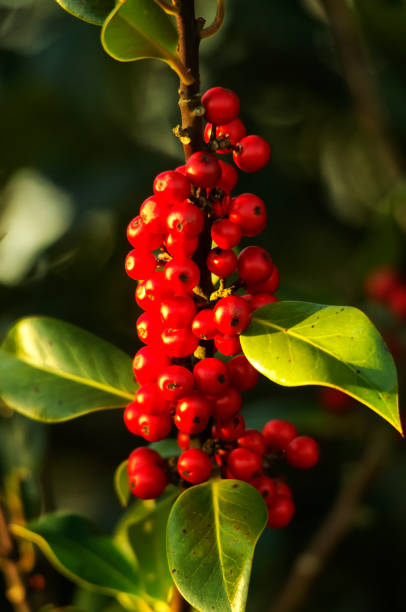 istock Holly berries in Autumn 648172388