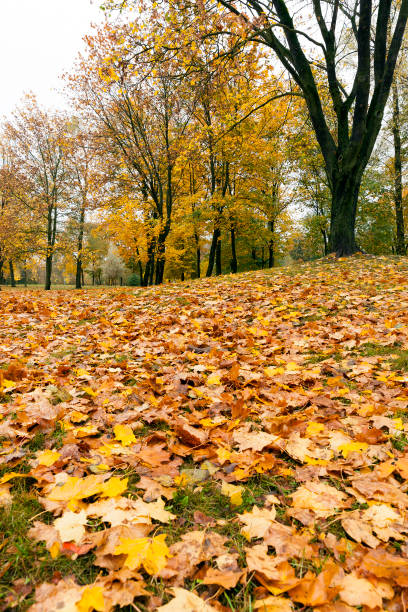 istock leaves in autumn park 648175168