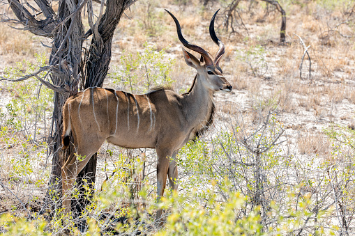 There were huge herds of plains game in the river bed, stretching as far as the eye could see.