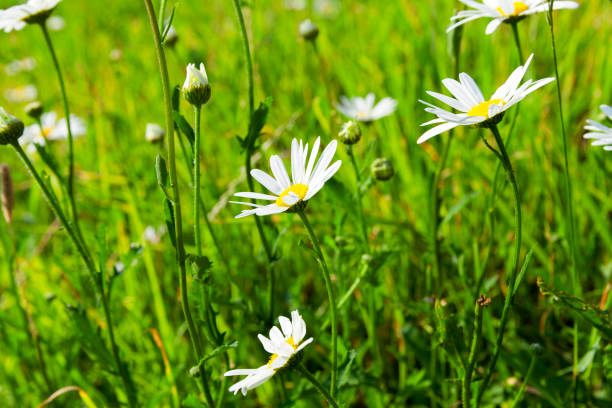 istock camomile flower close-up 648178688