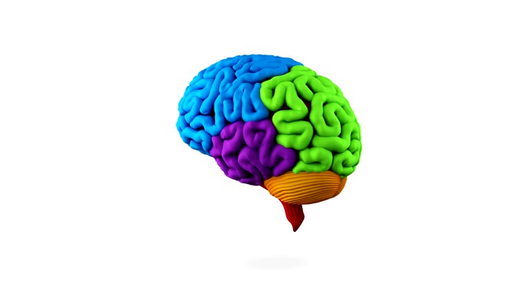 Brain Looping 11,500+ Brain Anatomy Stock Videos and Royalty-Free Footage - iStock