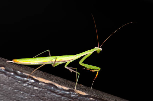 istock European Mantis or Praying Mantis, Mantis religiosa, Mantodea 648182484
