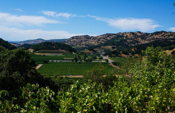 istock Scenic view of vineyard 648189236