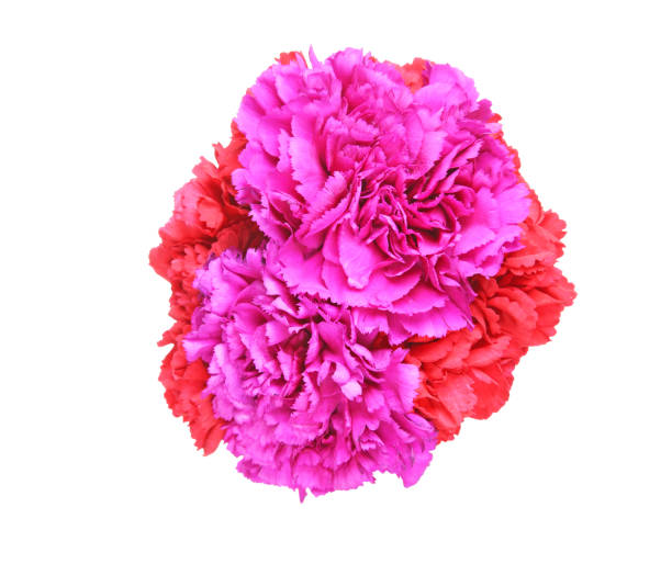 istock Bouquet of carnation 648189436