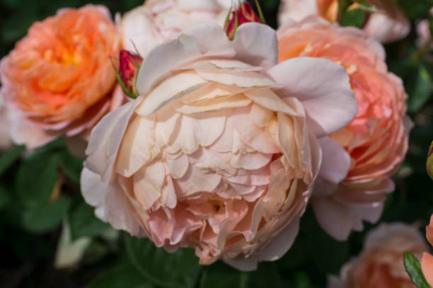 istock Close up of peach rose 648191764