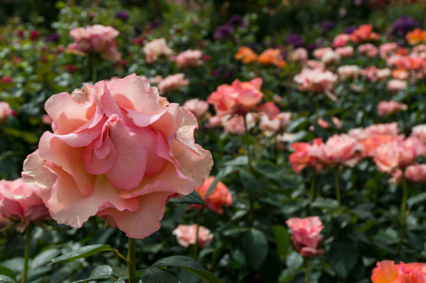 istock Pink ribbon rose in bloom 648191766
