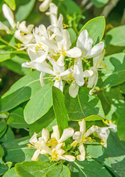 istock Bouvardia White bush flower, close up outdoor 648191924