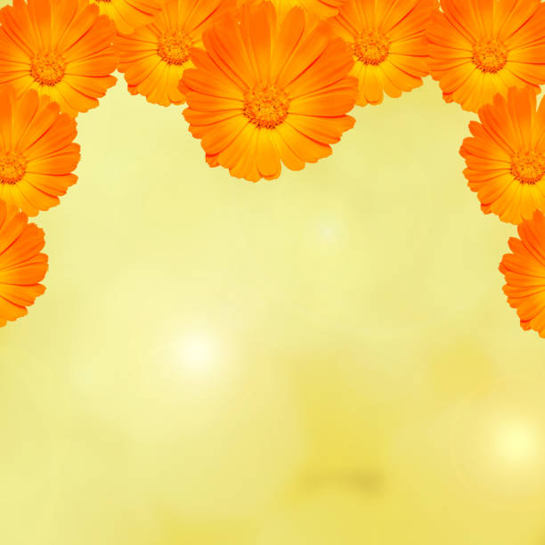 istock Orange flower of Calendula officinalis, frame close up 648192180