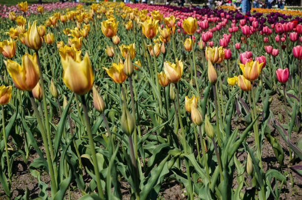 istock Variety of tulips in bloom 648192234