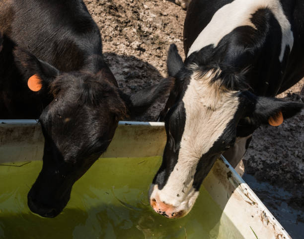 istock Cows on Family Farm 648192500