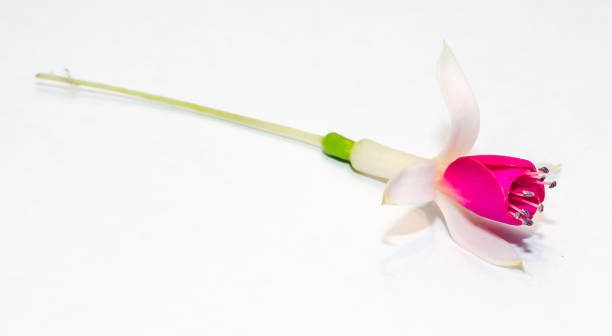 istock Pink Fuchsia flower, white background, close up 648192718