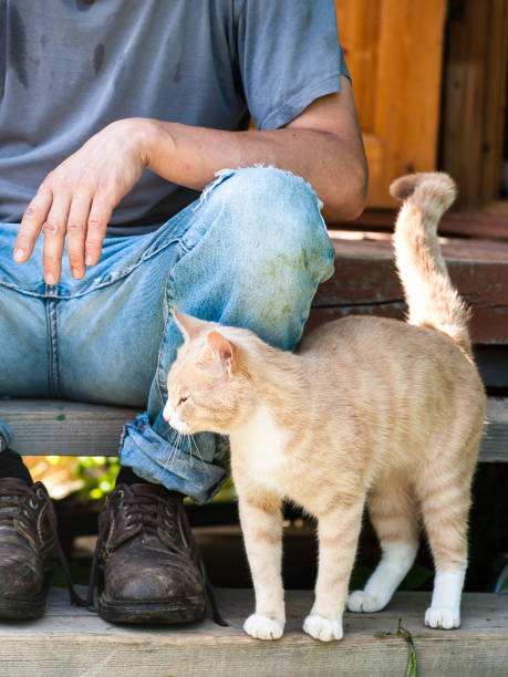 istock A red cat is curling around ]man legs begging for food 648195132
