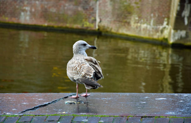 istock Bird near canal 648195254