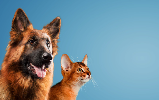 Dog and cat together on blue background.