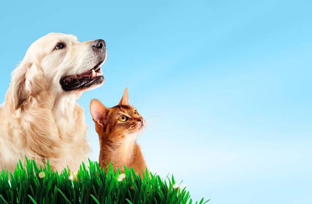 dog and cat together on grass, spring concept. - pets friendship green small imagens e fotografias de stock