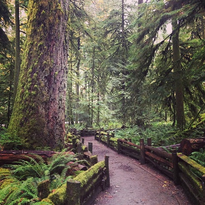 Footpath through old growth cedar in B.C.