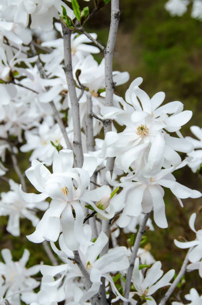 белые цветы ветви магнолии, семейные магнолиацеи, крупным планом, на открытом воздухе - plant white magnolia tulip tree стоковые фото и изображения