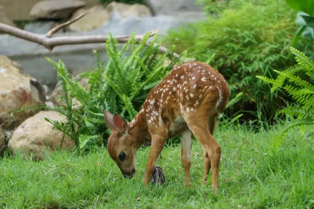 Whitetail Deer Fawn from Nicaragua, Centralamerica.