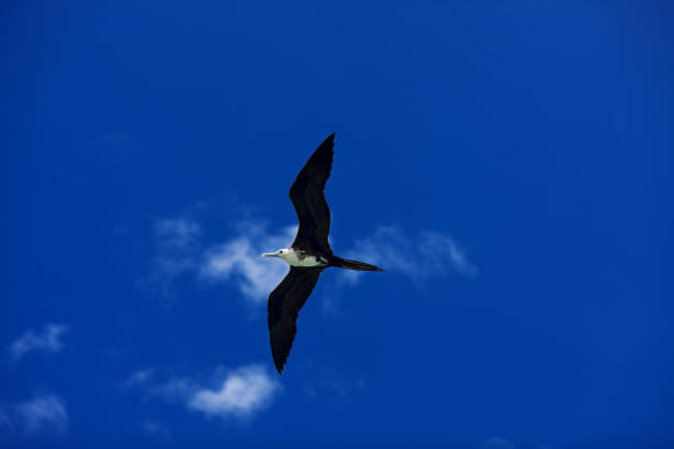 frigatebird - feather magnificent frigate great frigate frigate 뉴스 사진 이미지