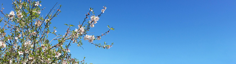 Branch of springtime blossom almond tree against blue sky with copyspace. Panorama shot
