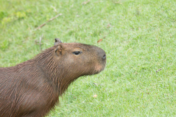 istock Brazilian Capivara 648221522
