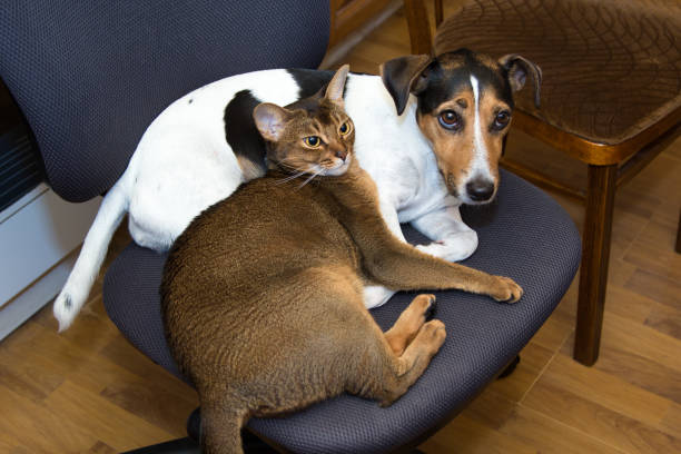 istock cat and dog lie together on a chair 648226552