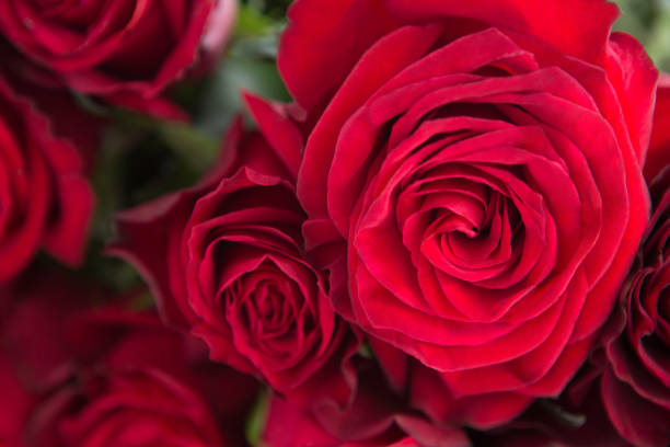 istock Bunch of red roses 648226656