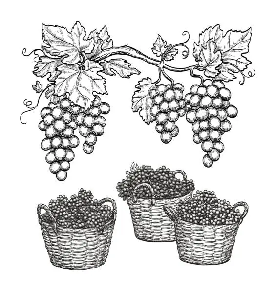 Vector illustration of Grape branches and grapes in baskets.