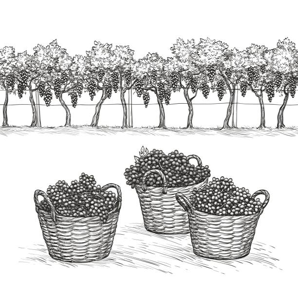 illustrazioni stock, clip art, cartoni animati e icone di tendenza di rami di vigneto e colza e uva nel cesto. - wine grape harvesting crop