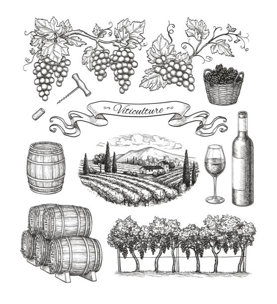 illustrations, cliparts, dessins animés et icônes de grand ensemble de viticulture. - vin