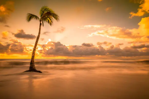 Single palm tree standing on the beach with crashing waves around it. The sun is about to peak above the clouds.