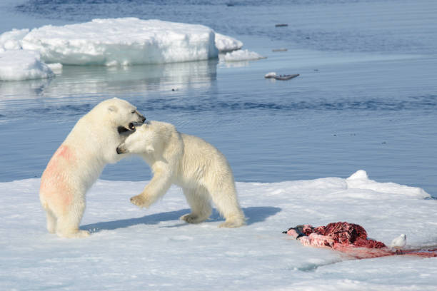 istock Two polar bear cubs playing together on the ice 648230808