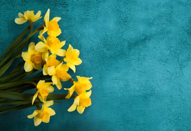 Amazing grunge background with Yellow flowers daffodils on turquoise texture. Beautiful Colorful Greeting Card for Mothers Day, Birthday, March 8. Top view, Flat lay. Horizontal Image With Copy Space