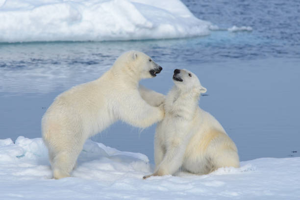 istock Two polar bear cubs playing together on the ice 648233188