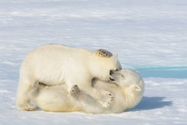 istock Two polar bear cubs playing together on the ice 648233352
