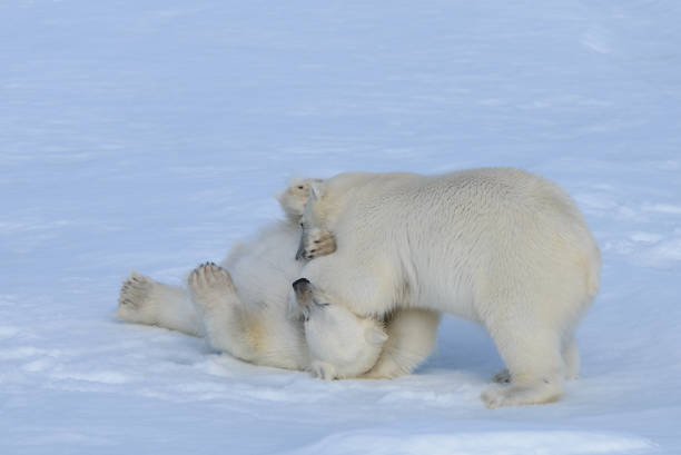 istock Two polar bear cubs playing together on the ice 648233446